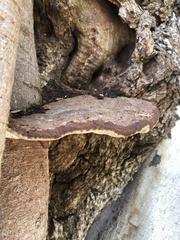 Ganoderma polychromum