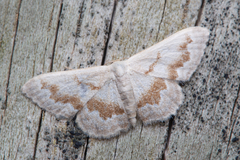 Idaea iodesma