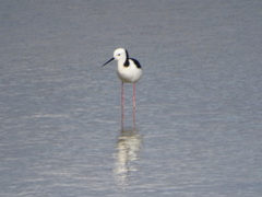Himantopus leucocephalus