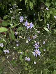 Symphyotrichum