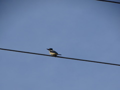 Todiramphus sanctus vagans