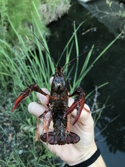 Procambarus clarkii