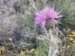 Cirsium undulatum