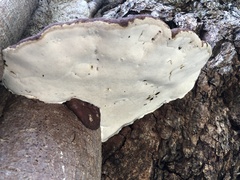 Ganoderma polychromum