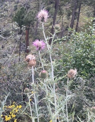 Cirsium undulatum