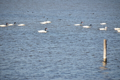 Cygnus melancoryphus