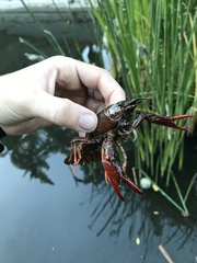 Procambarus clarkii