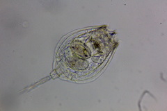 Rotifera