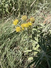 Hymenopappus