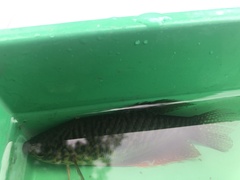 Trichopodus trichopterus