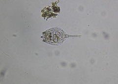 Rotifera
