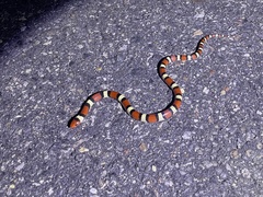 Lampropeltis elapsoides