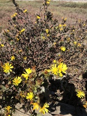 Grindelia stricta