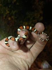 Lampropeltis elapsoides