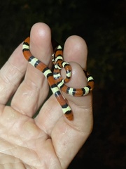 Lampropeltis elapsoides