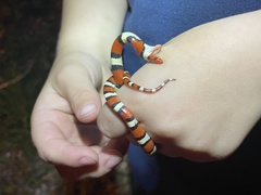 Lampropeltis elapsoides