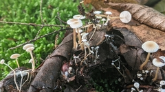 Collybia