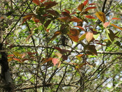 Mecocerculus leucophrys