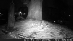 Vulpes vulpes fulvus