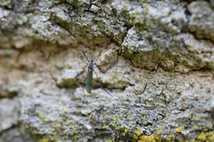 Gnophomyia tristissima