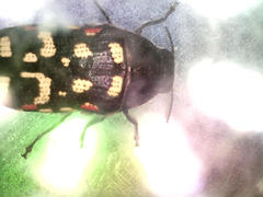 Acmaeodera gibbula