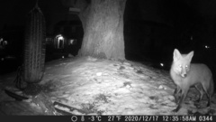 Vulpes vulpes fulvus