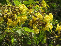 Handroanthus lapacho
