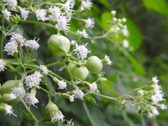 Schizomyia eupatoriflorae