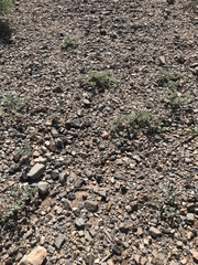 Tiquilia mexicana