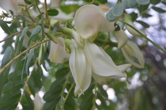 Sesbania grandiflora