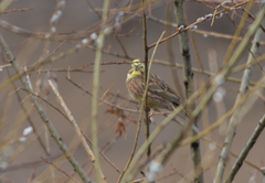 Emberiza citrinella × leucocephalos
