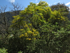 Handroanthus lapacho
