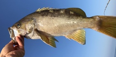 Sebastes flavidus