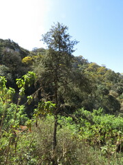 Podocarpus parlatorei