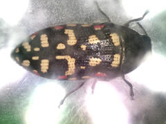 Acmaeodera gibbula