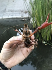 Procambarus clarkii