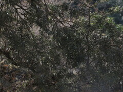 Podocarpus parlatorei