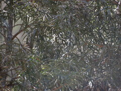 Podocarpus parlatorei