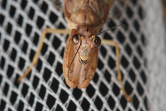 Mantispidae