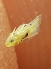 Erythroneura octonotata
