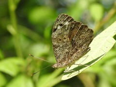 Eunica eburnea