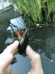 Procambarus clarkii