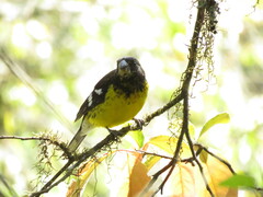 Pheucticus aureoventris