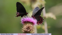 Parides photinus