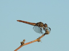 Orthemis ferruginea