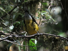 Pheucticus aureoventris