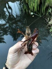 Procambarus clarkii