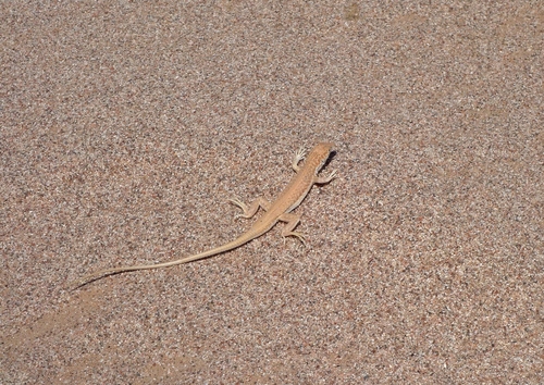 Acanthodactylus opheodurus