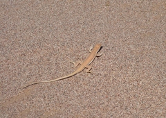 Acanthodactylus opheodurus