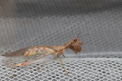 Mantispidae